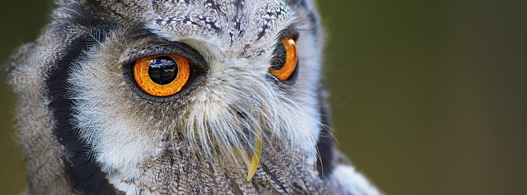 Life Goals: Attaining Wisdom