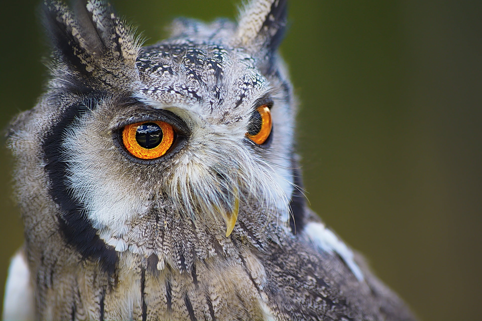 Life Goals: Attaining Wisdom